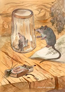 19.1 Белозубка